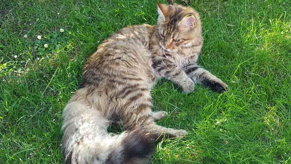 Images Store Heddinge Dyrehospital