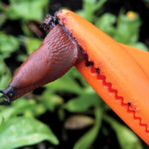 Saatgut Dillmann Patrick Dillmann, Daimlerstr. 10 in Berglen