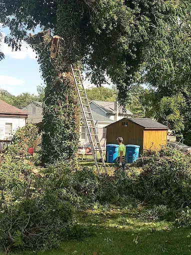Images Whorley's Tree Service