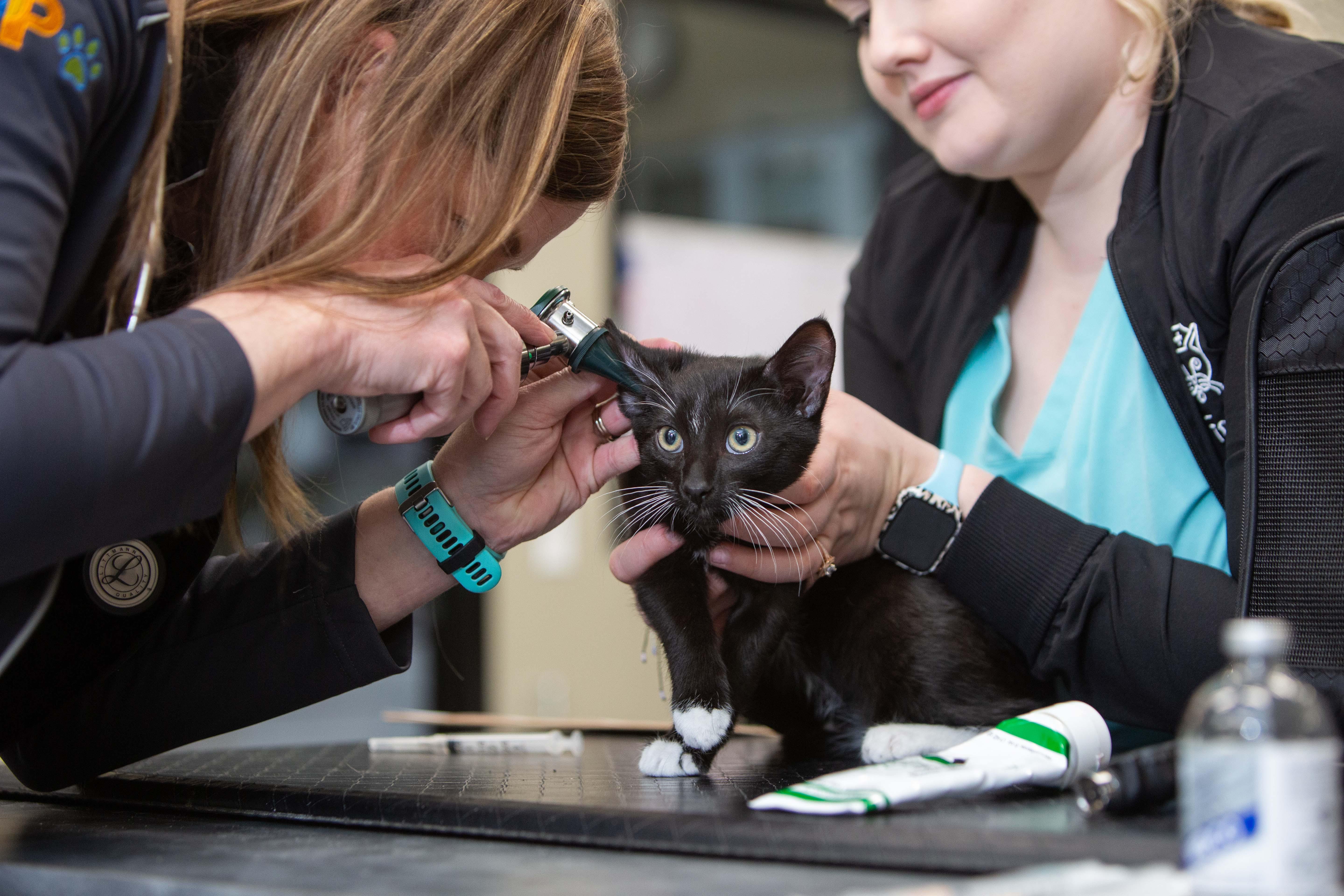 At your pet's wellness exam, your doctor will inspect your pet's ears for signs of infection.