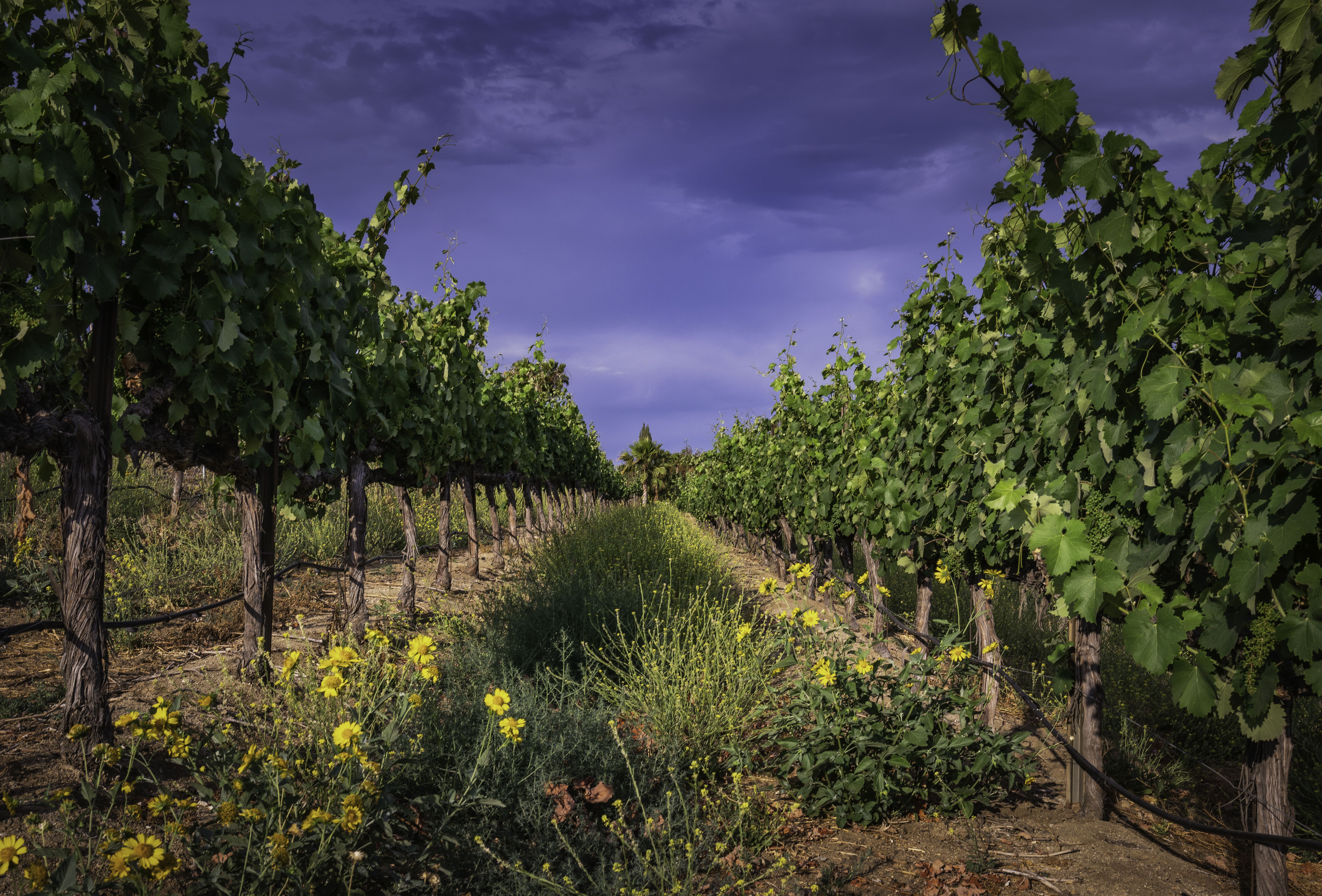 Europa Village Wineries & Resort Image