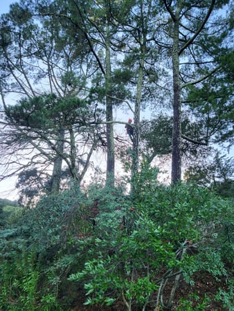 Images California Professional Tree Service