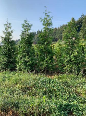 Images GREEN GIANT NURSERY LLC