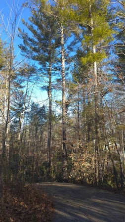 Images Rocky Top Tree Service & Landscaping