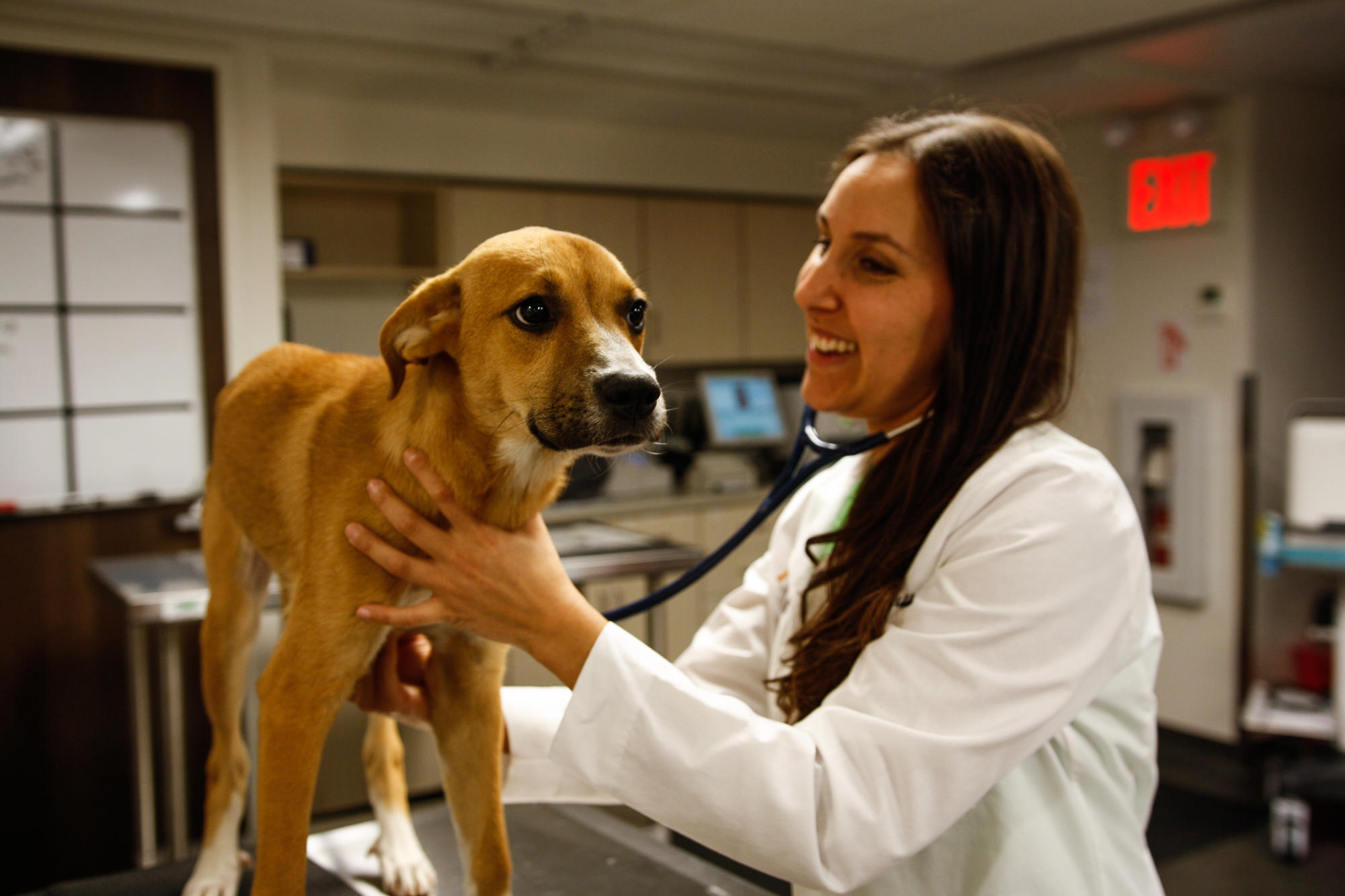 Dr. Stephanie Liff uses a stethoscope to assess this patient’s heart and lungs. If Dr. Liff recognizes any abnormalities, Pure Paws is equipped with advanced imaging technology to provide a prompt and accurate diagnosis.