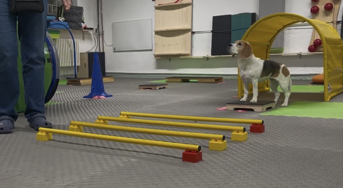 Bilder DOX.fitness - Hundeschule