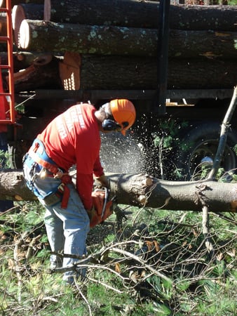 Images South Shore Tree Removal Inc.