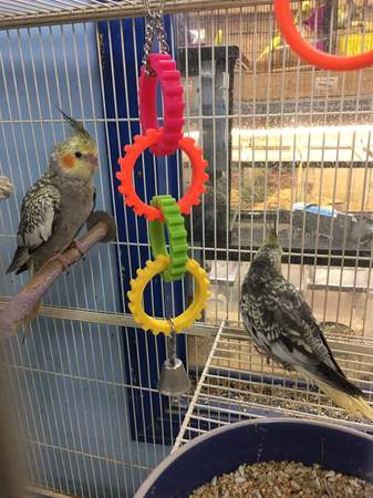 Images Greentree Pet Center