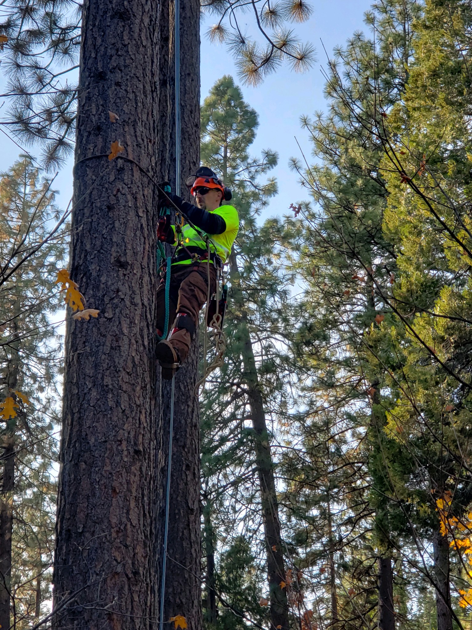 Sierra Arbor Works Photo