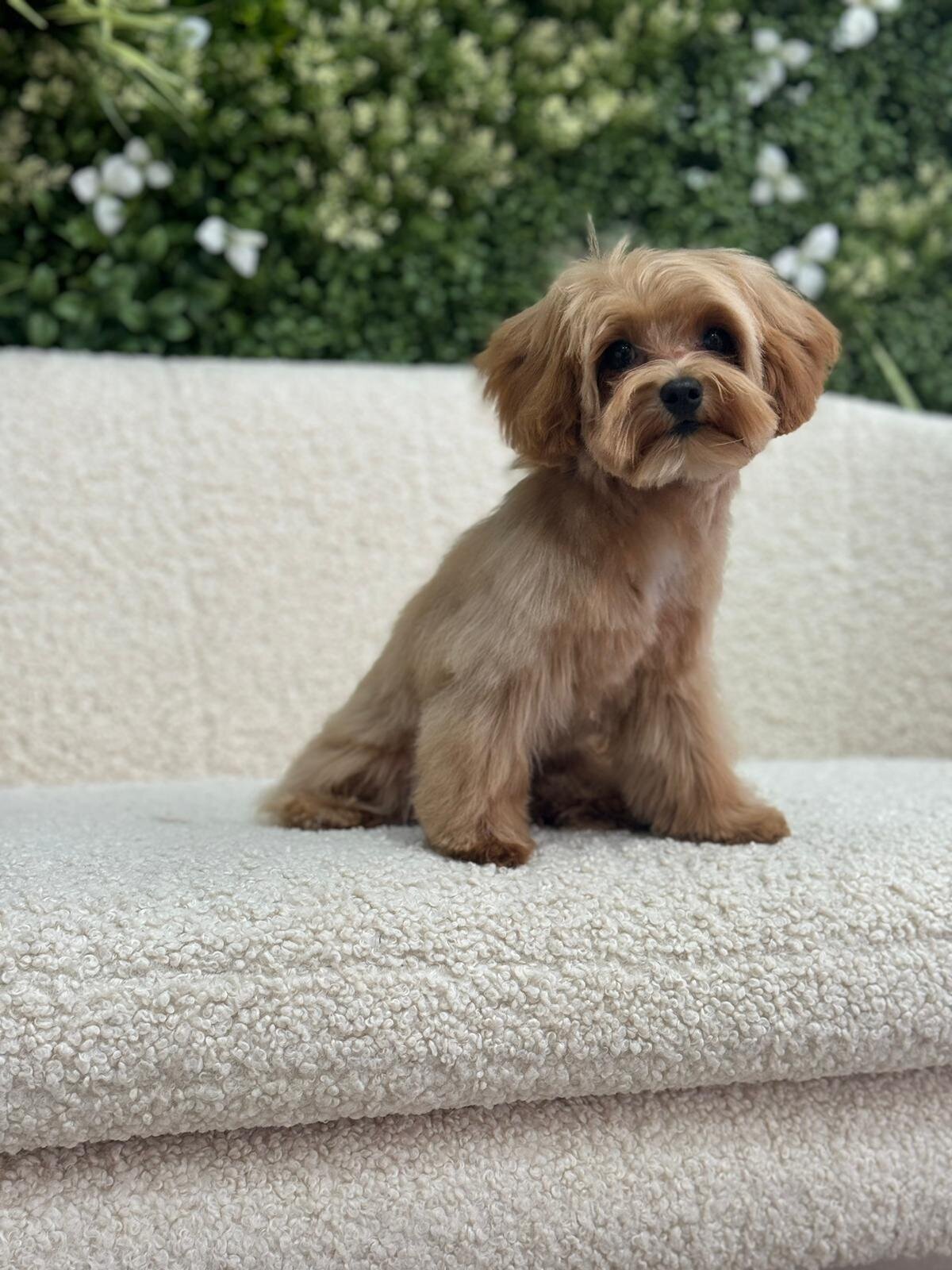 Images The Black Poodle Groom & Care S.L.