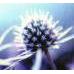 Just Flowers (Seaton) Ltd - Seaton, Devon EX12 2NY - 01297 20662 | ShowMeLocal.com