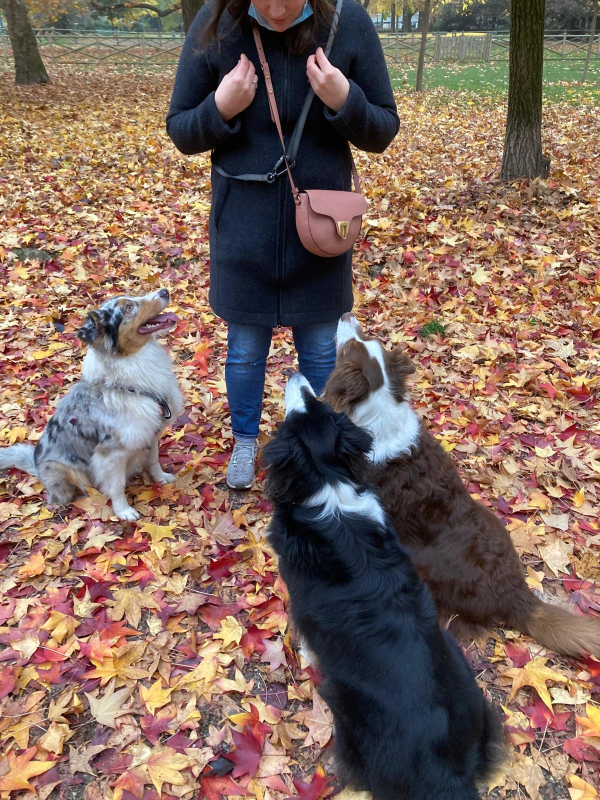 Images Smiling Dogs Addestramento Cani e Cuccioli