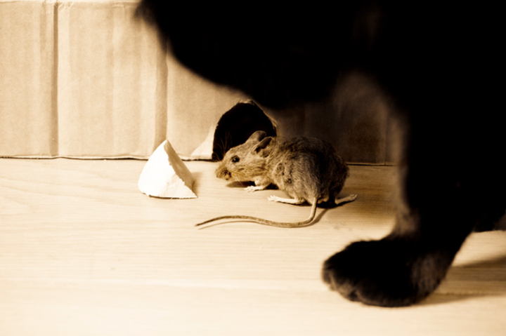 main blog image