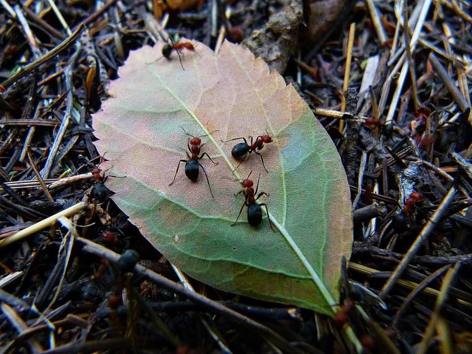 Facility Pest Control Photo