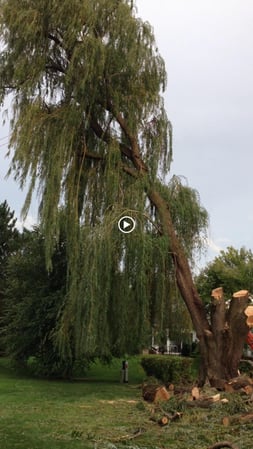 Images Gabriel's Tree Care Company Inc