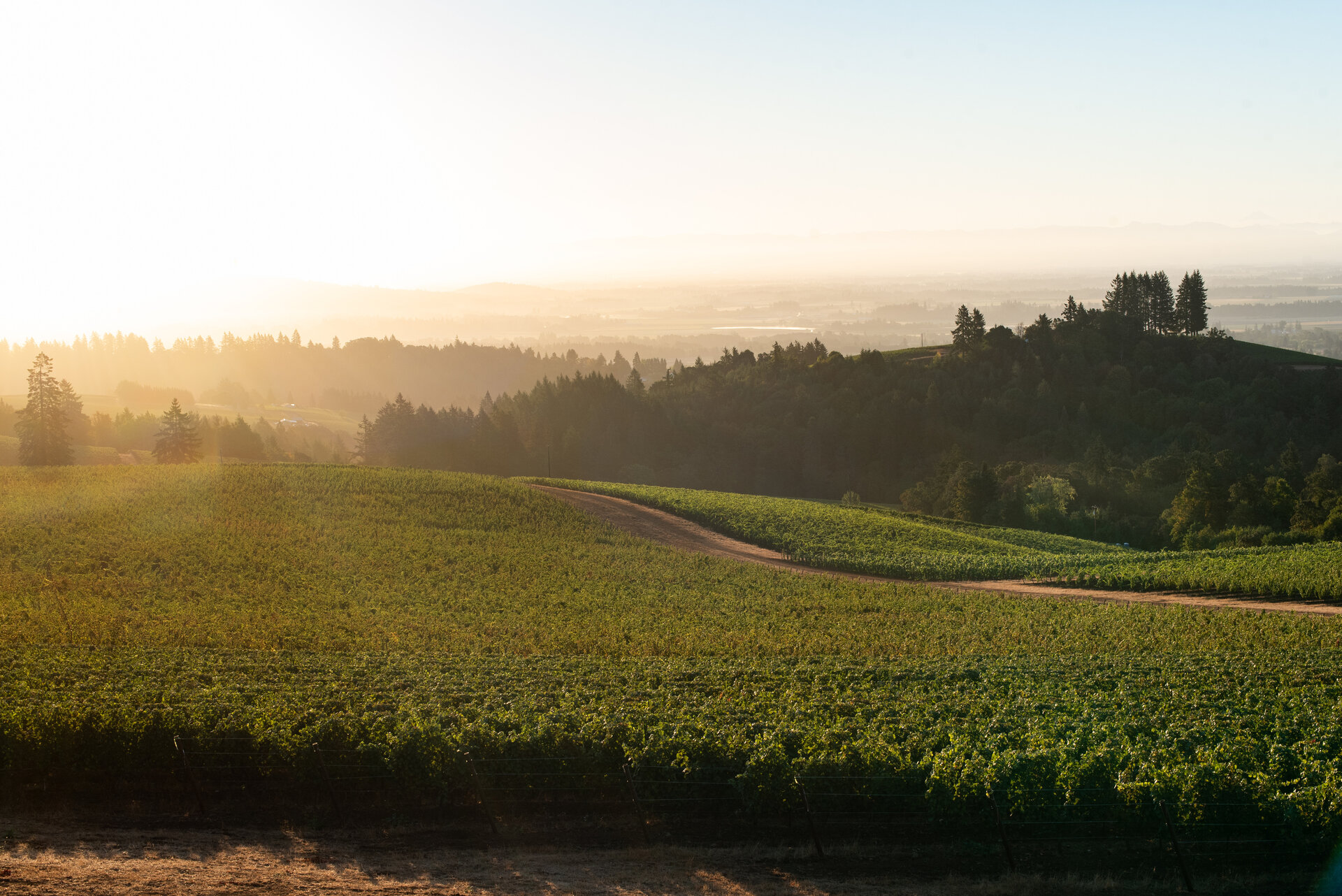 Black Walnut Inn & Vineyard Image