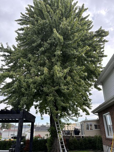 Images Arboriculture PH