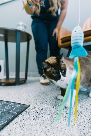 Images PetVet365 Pet Hospital Denver - Highlands Ranch