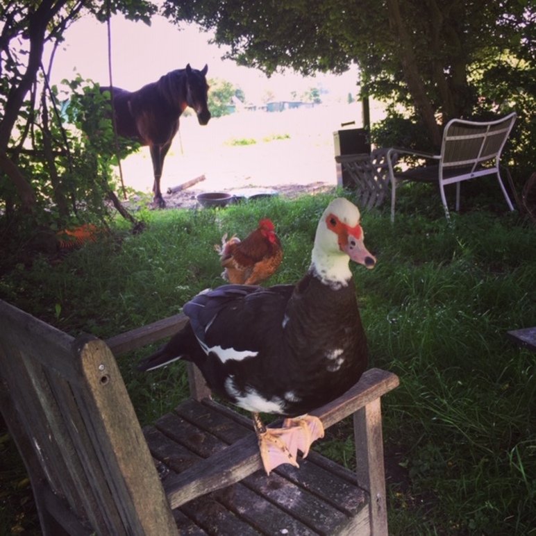 Images Psykologen på Landet