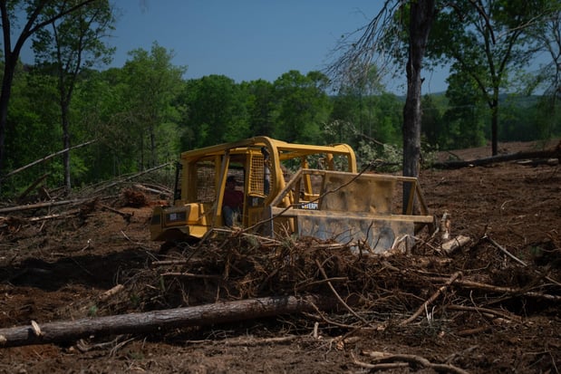 Images Big Woody's Tree Service