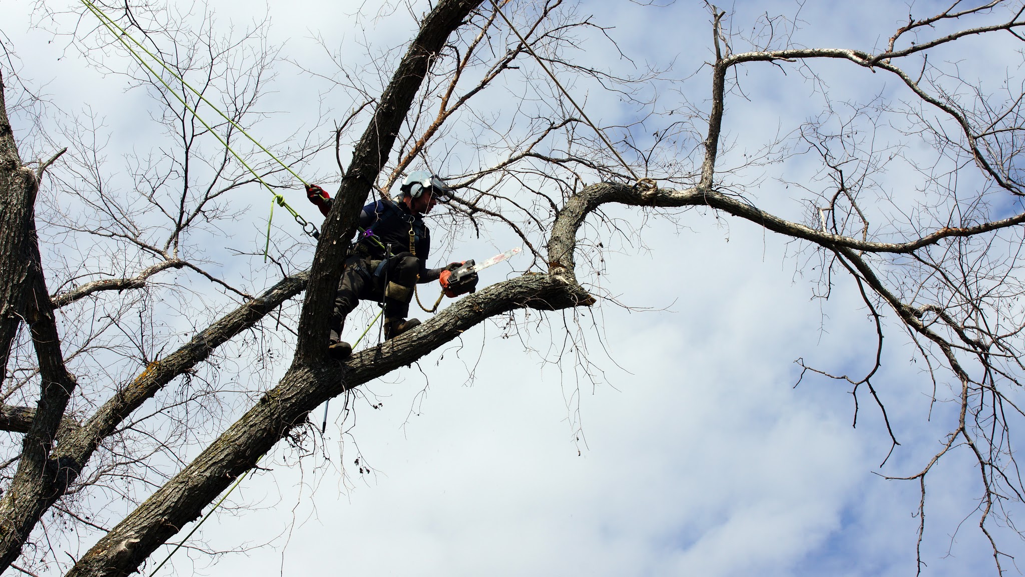 Images les Arboriculteurs du lac