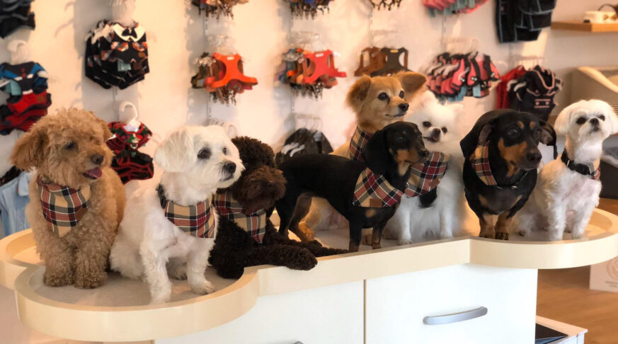 MY DOG COMPANY GmbH, Alderstrasse 28 in Zürich