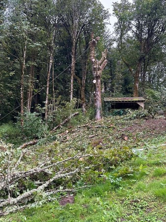 Images Brothers Tree service & Landscaping