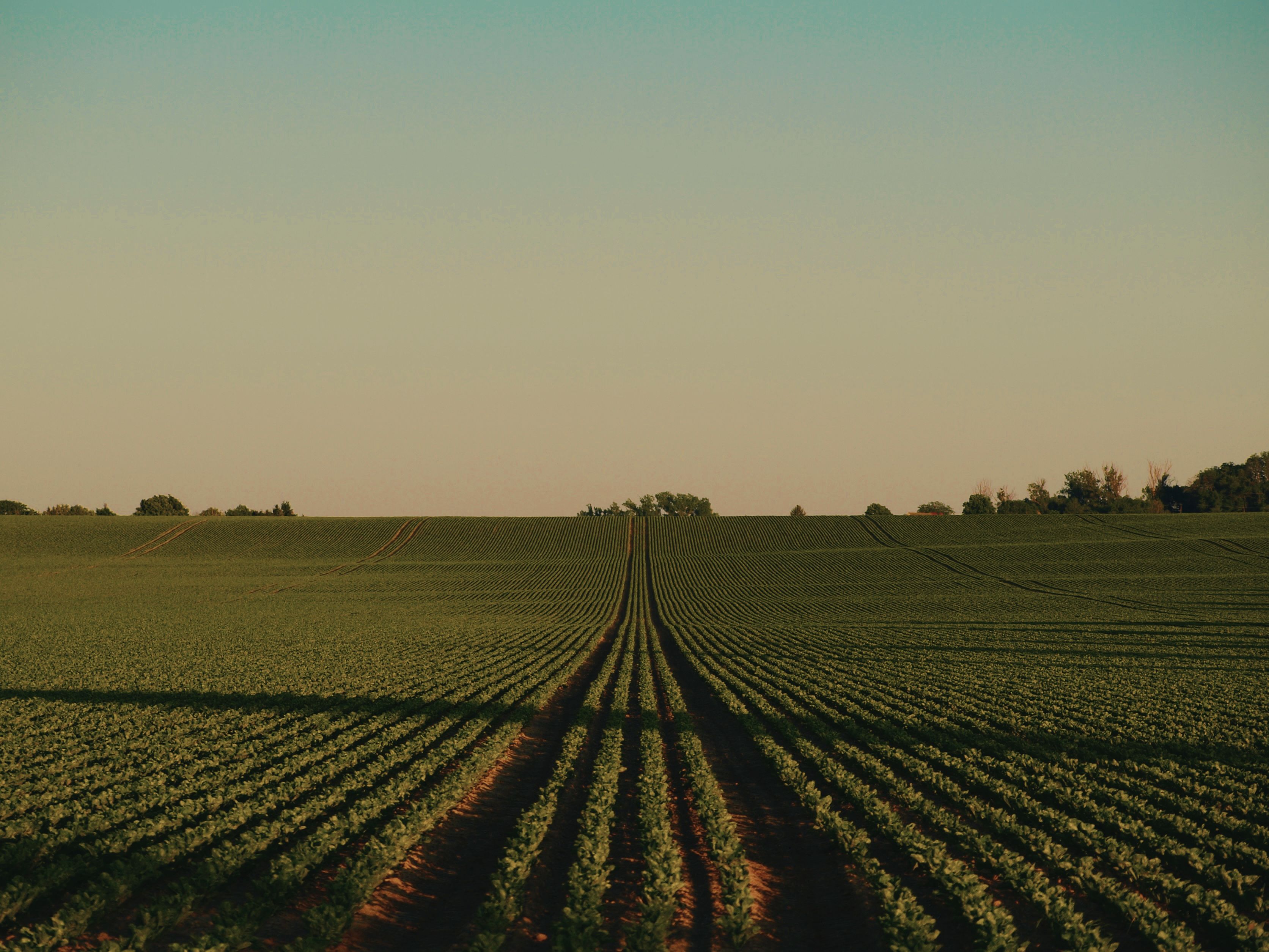 Agriculture picture.jpg