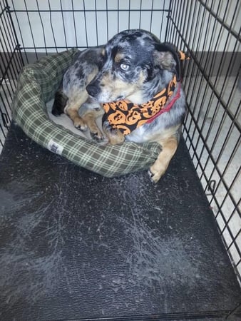 Images Pet Palace
