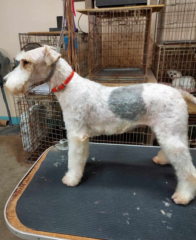 Images Dogs Only Grooming Service