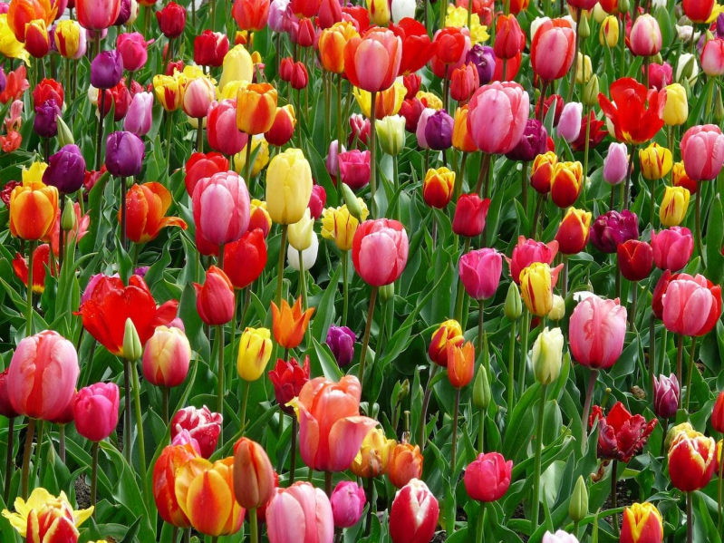 Images Fiori Pagnozzi