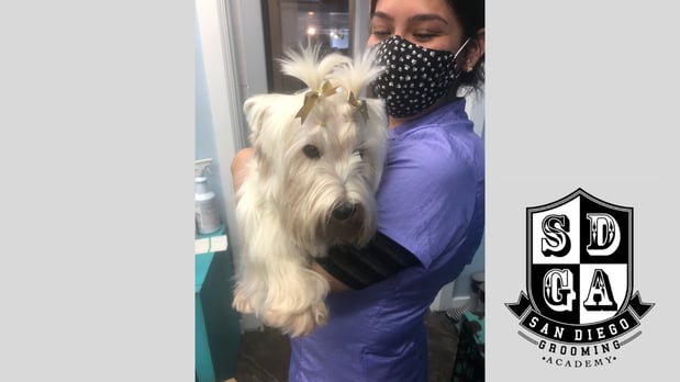 Images San Diego Grooming Academy