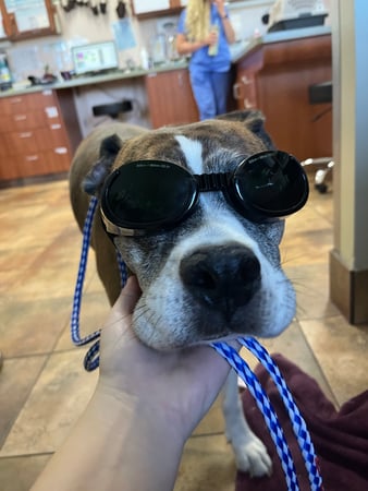 Images KC Animal Hospital &Pet Resort