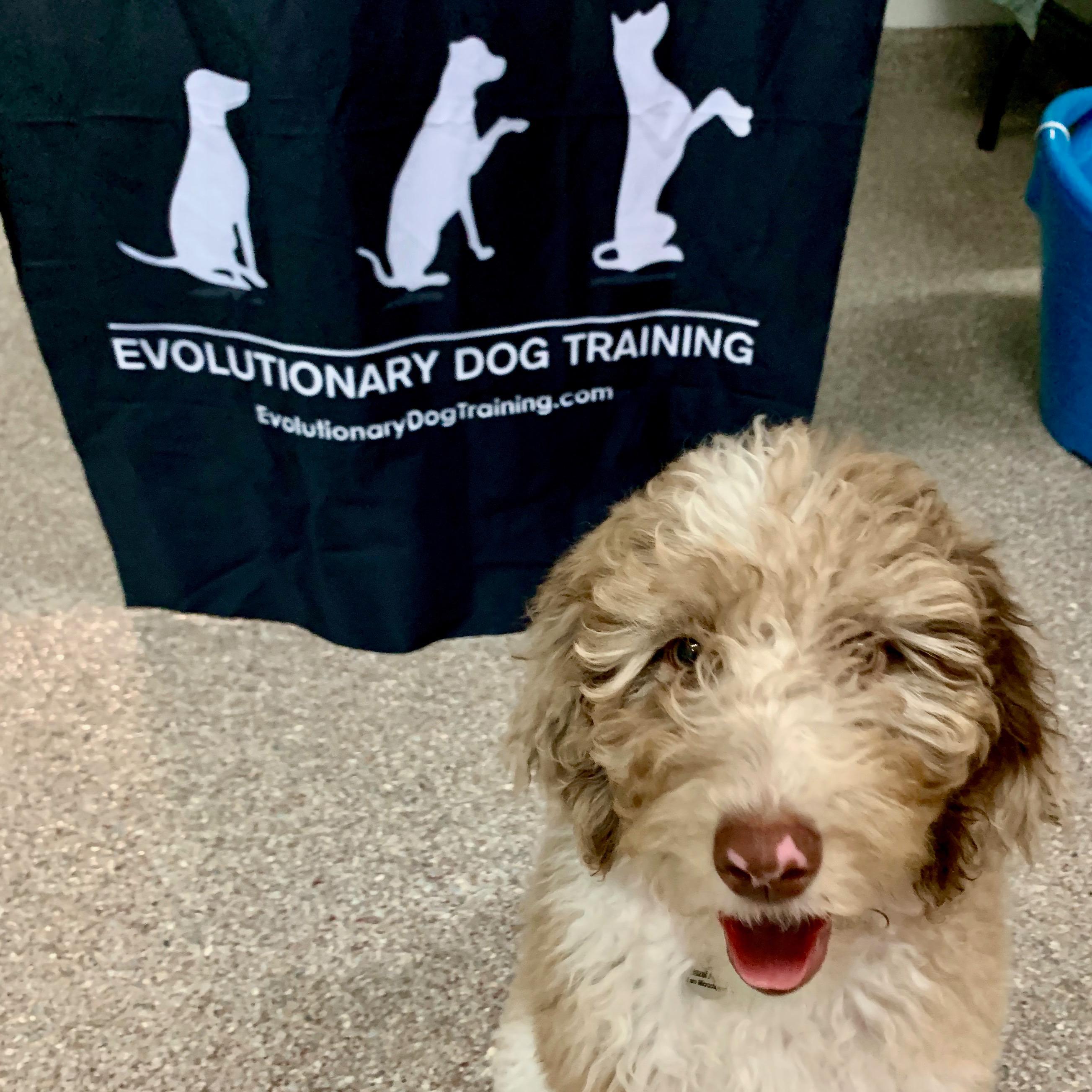 Image of Local Pet Event Puppy Manners (OPEN ENROLLMENT) (THURSDAYS) Nearby