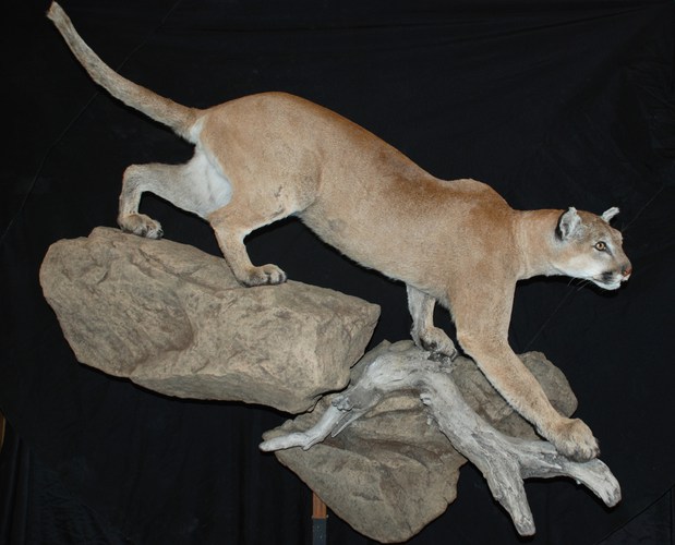 Images Wildlife Creations Taxidermy