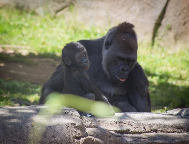 Images A Joy Story Photography