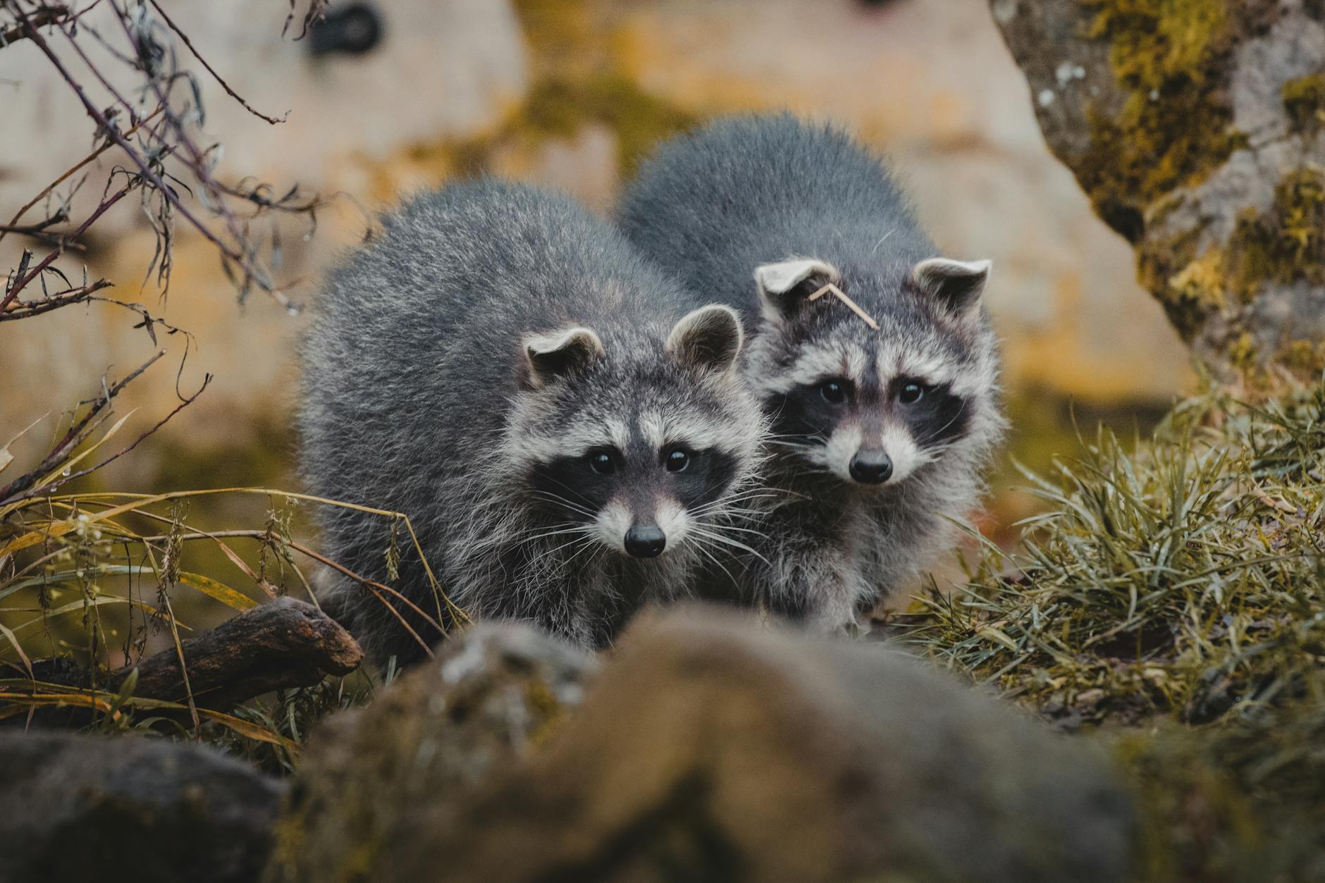 Champion Pest Management Inc