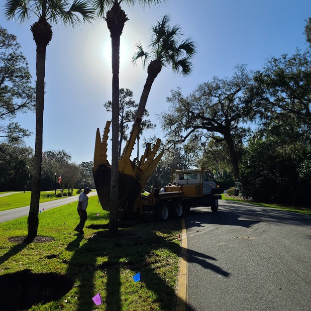Images Associated Treemasters