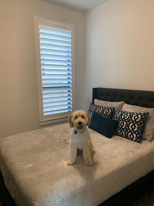This pup loves the Plantation Shutters in this Katy bedroom! He’s happy that he can relax in style—and plenty of shade when it gets too sunny out! #BudgetBlindsKatySugarLand #KatyTX #PlantationShutters #FreeConsultation #WindowWednesday