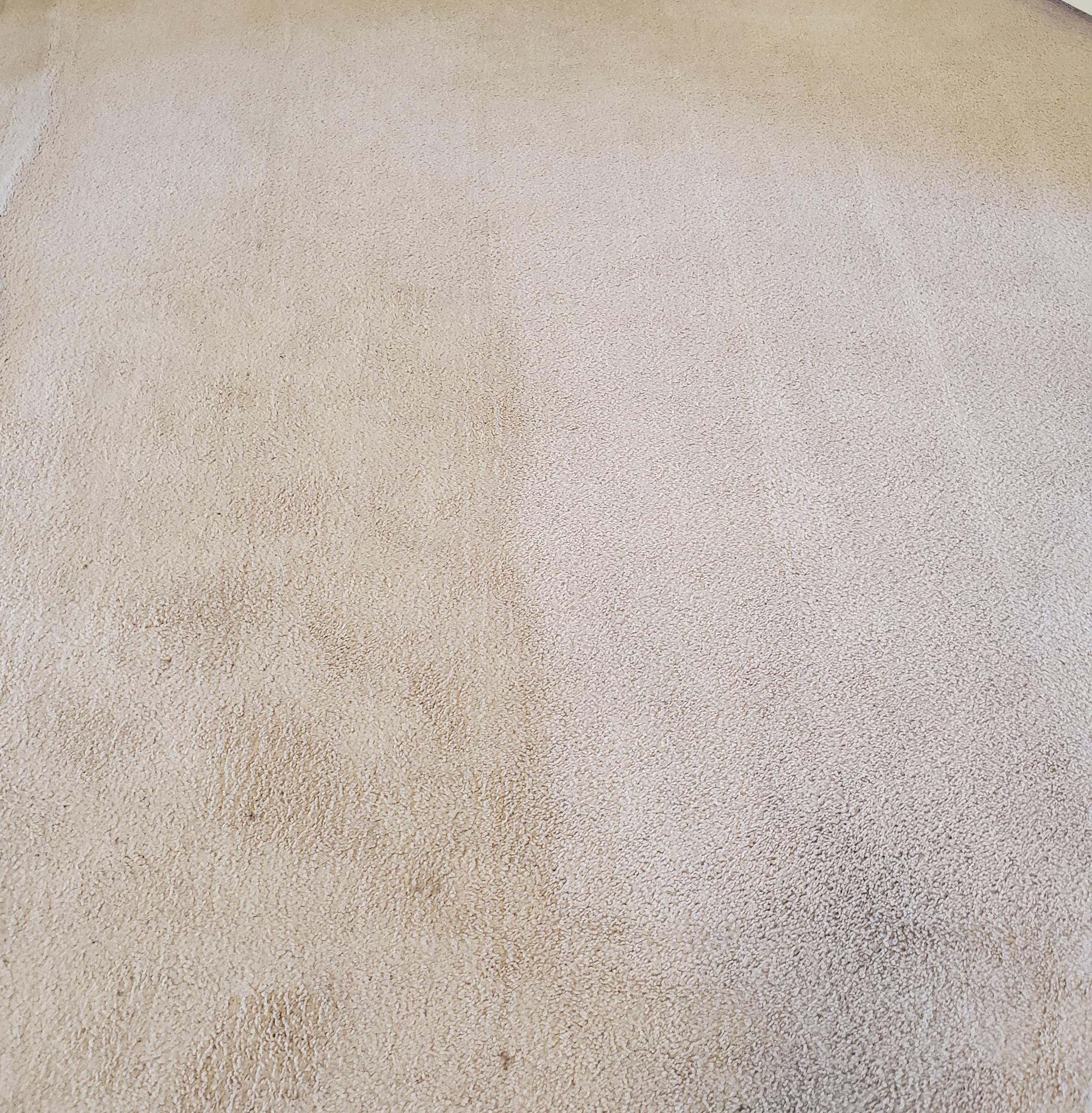 Before and after carpet cleaning in Severna Park