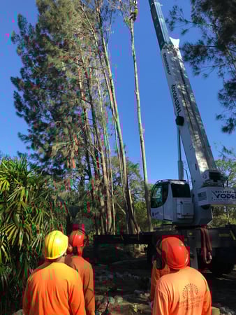 Images Troyer Tree Service