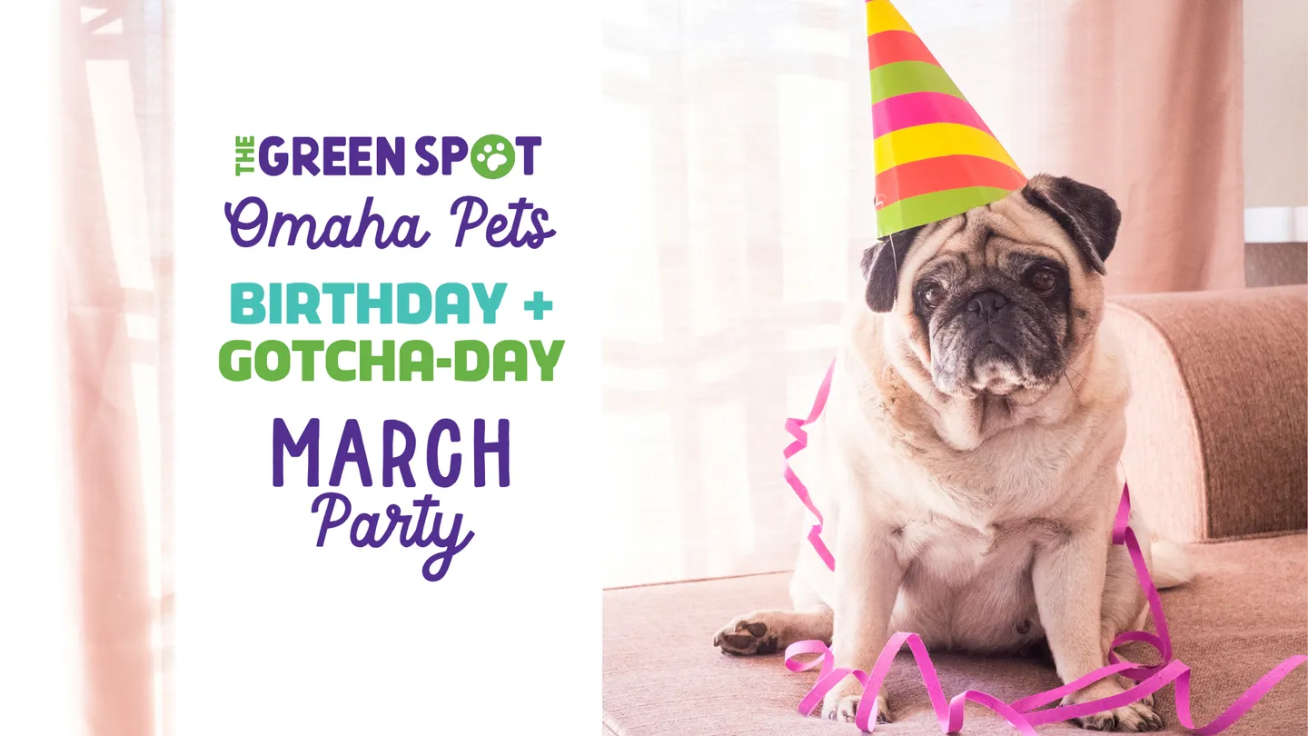 Image of Local Pet Event The Green Spot’s March Birthday Bash for Pets Nearby