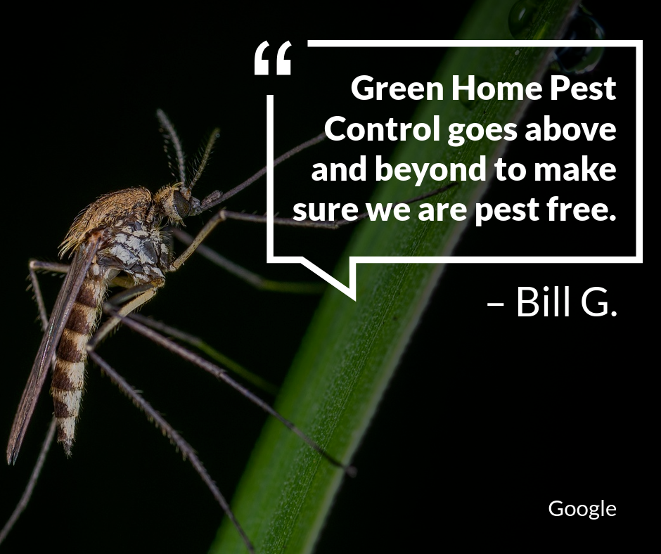 Green Home Pest Control Photo