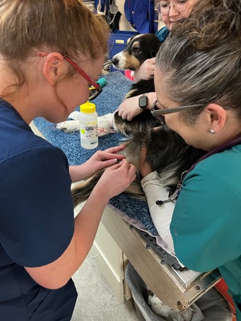 Images VCA Southeast Portland Animal Hospital