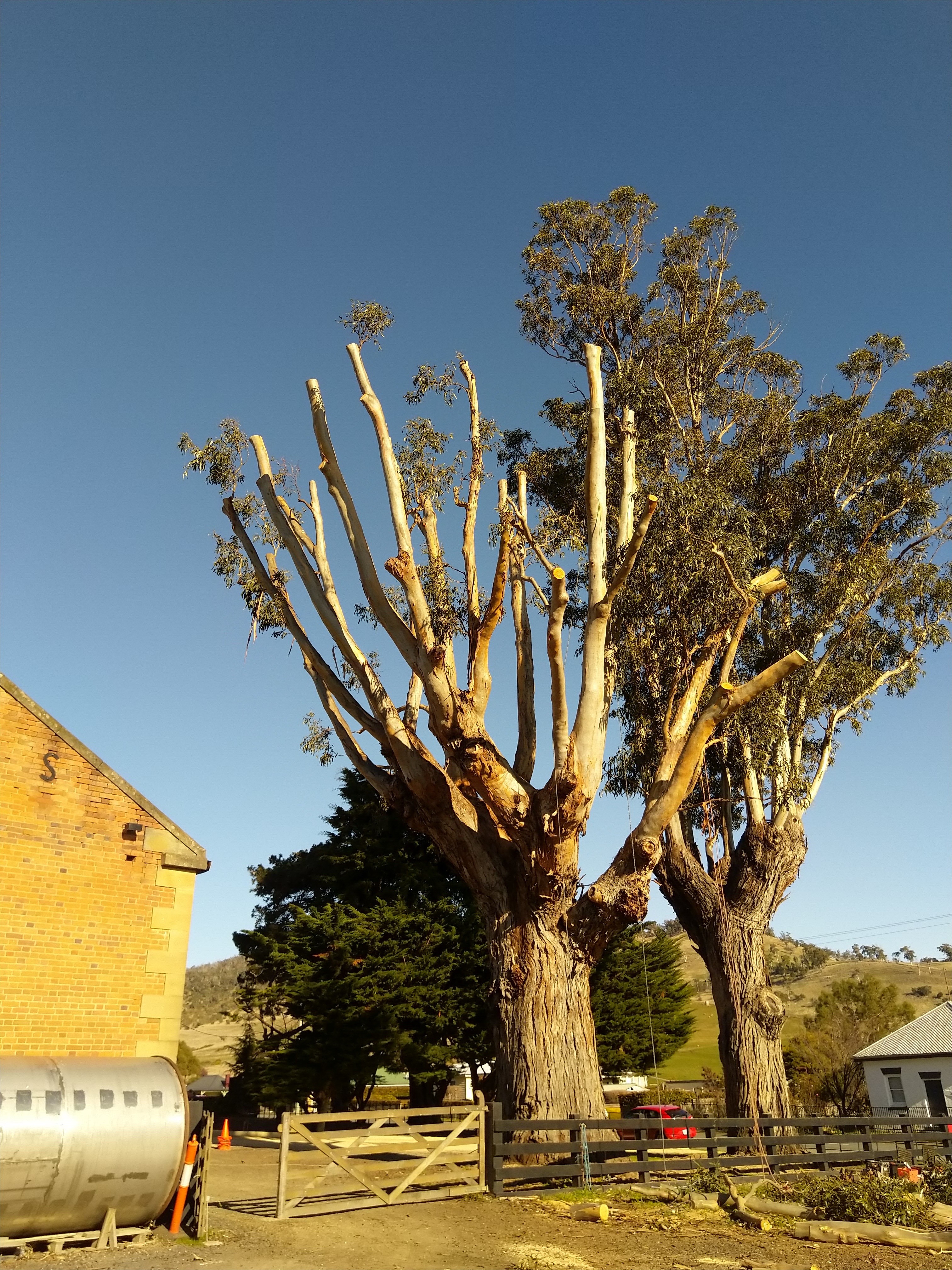 Images Tree Way Is The Right Way