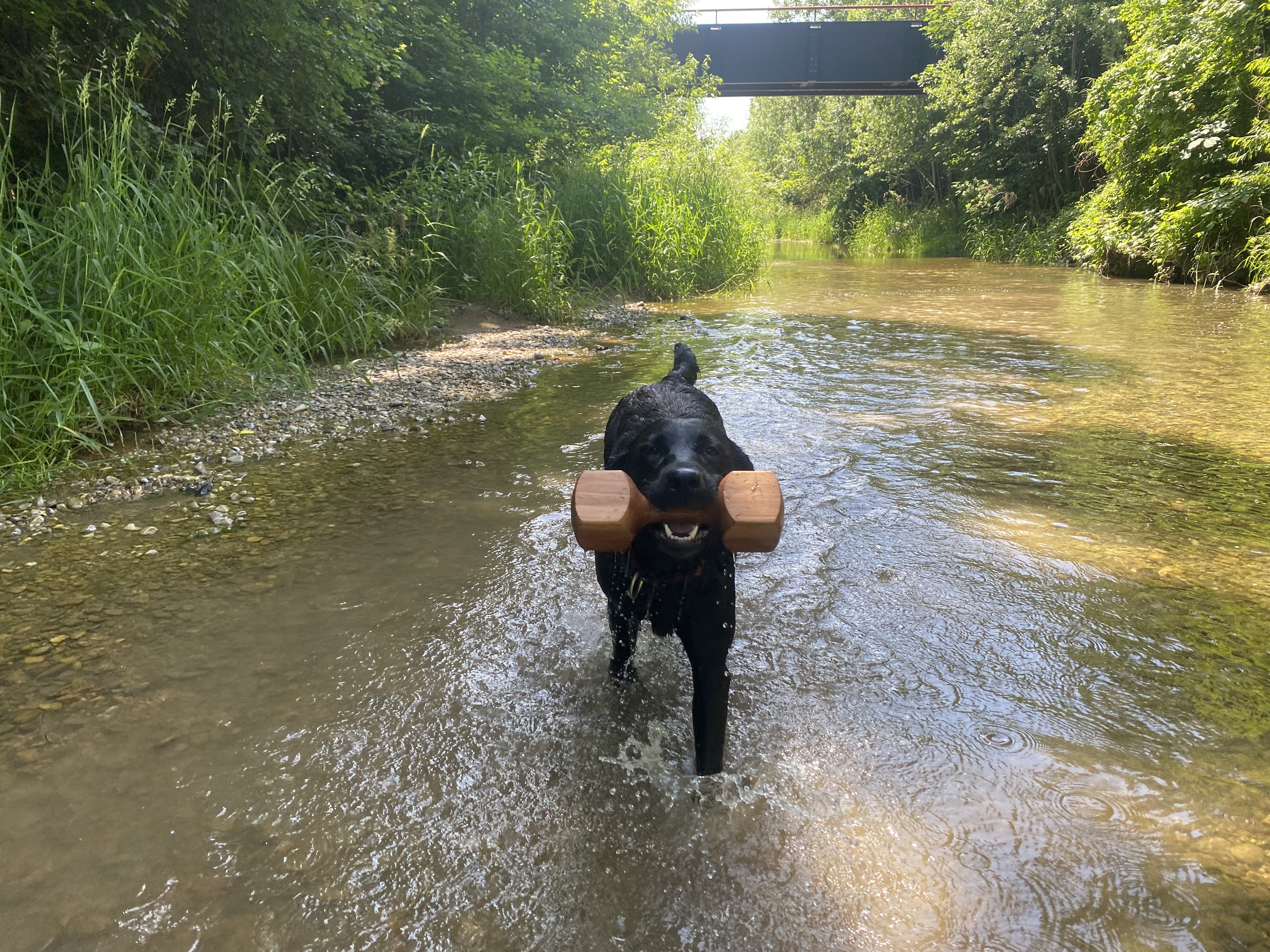 Bild 2 von Hundetraining nach Maß