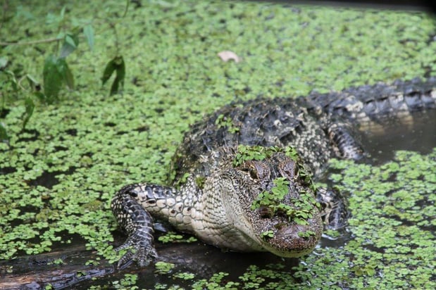 Images Cajun Encounters Tour Company