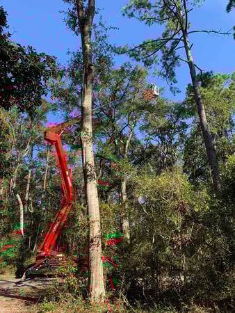 Images A Cut Above Tree Experts