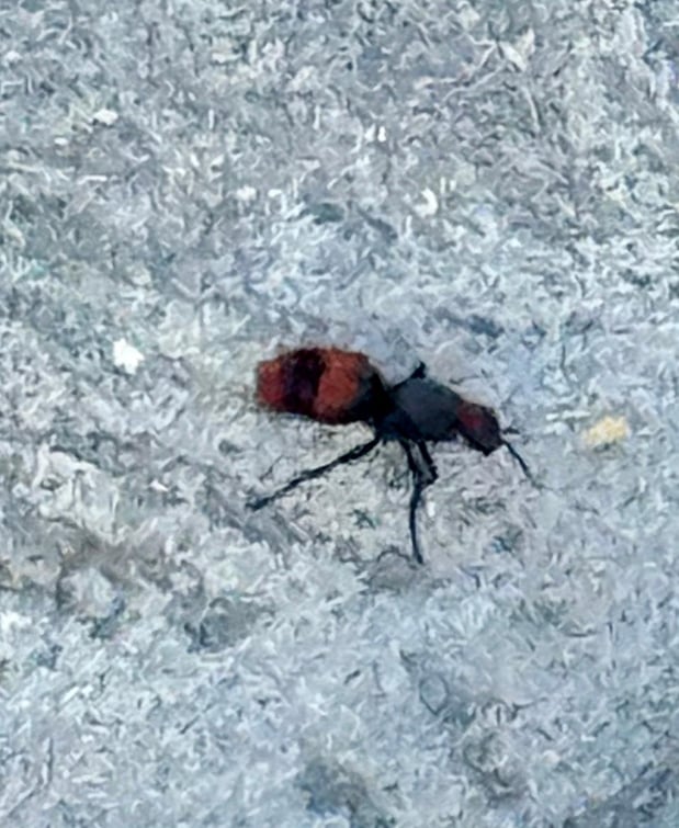 Images Grand Slam Pest Control, LLC