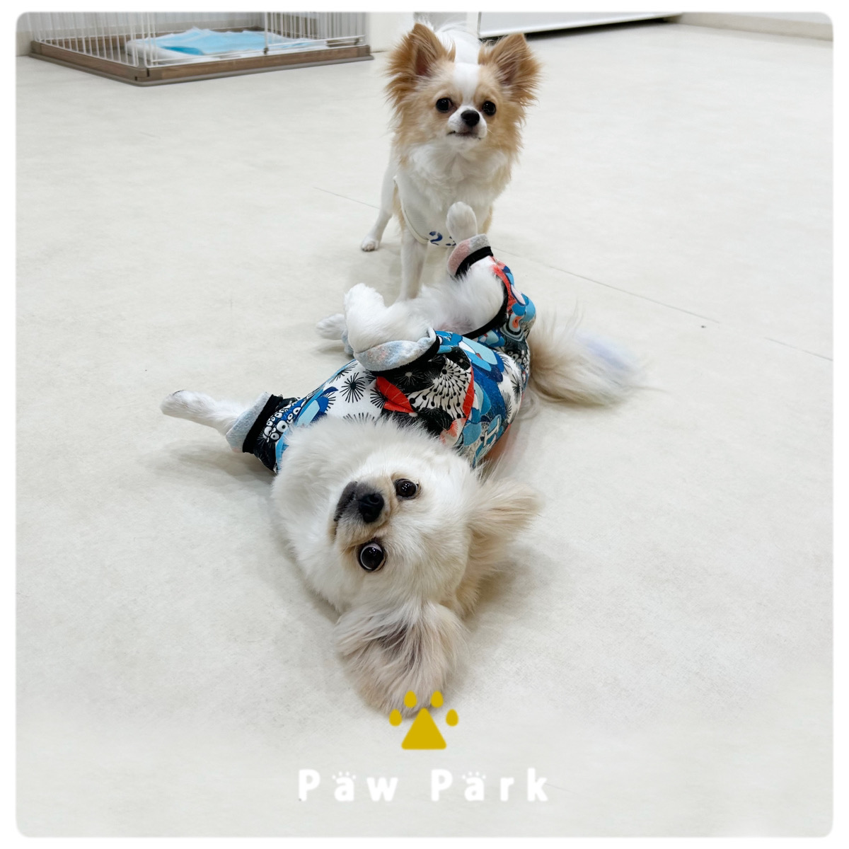 Images PawPark 犬のようちえん 高槻店